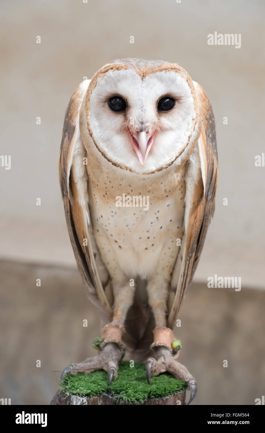 common barn owl ( Tyto albahead ) close up Stock Photo