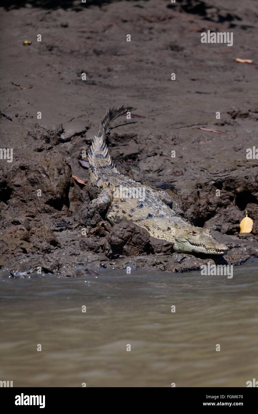 American Crocodile, Crocodylus acutus, beside Rio Grande in the Cocle