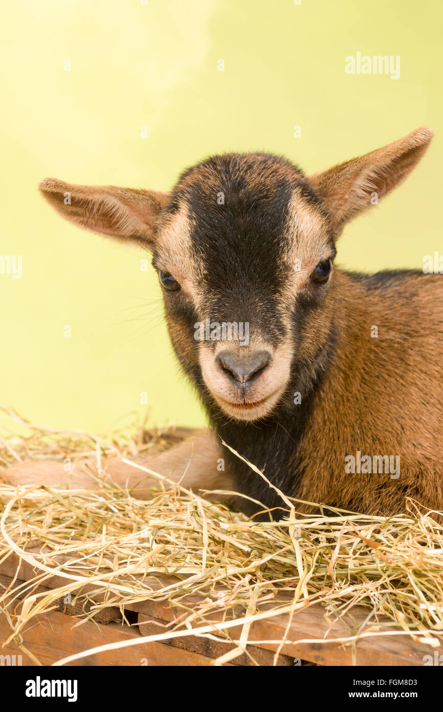 Dwarf baby hires stock photography and images Alamy