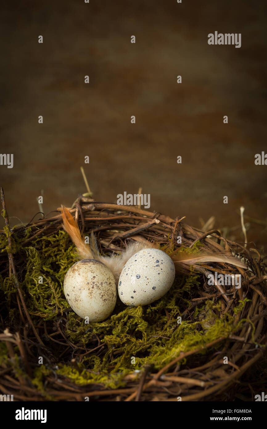 Small speckled bird's eggs lying in a nest Stock Photo - Alamy