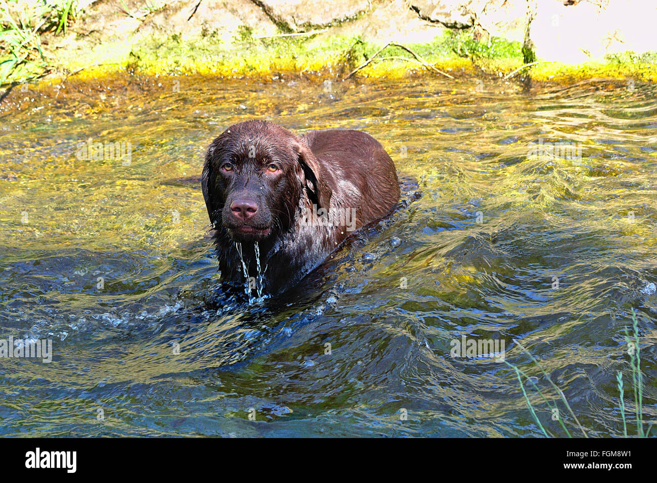 bathing Labrador Dog Stock Photo Alamy
