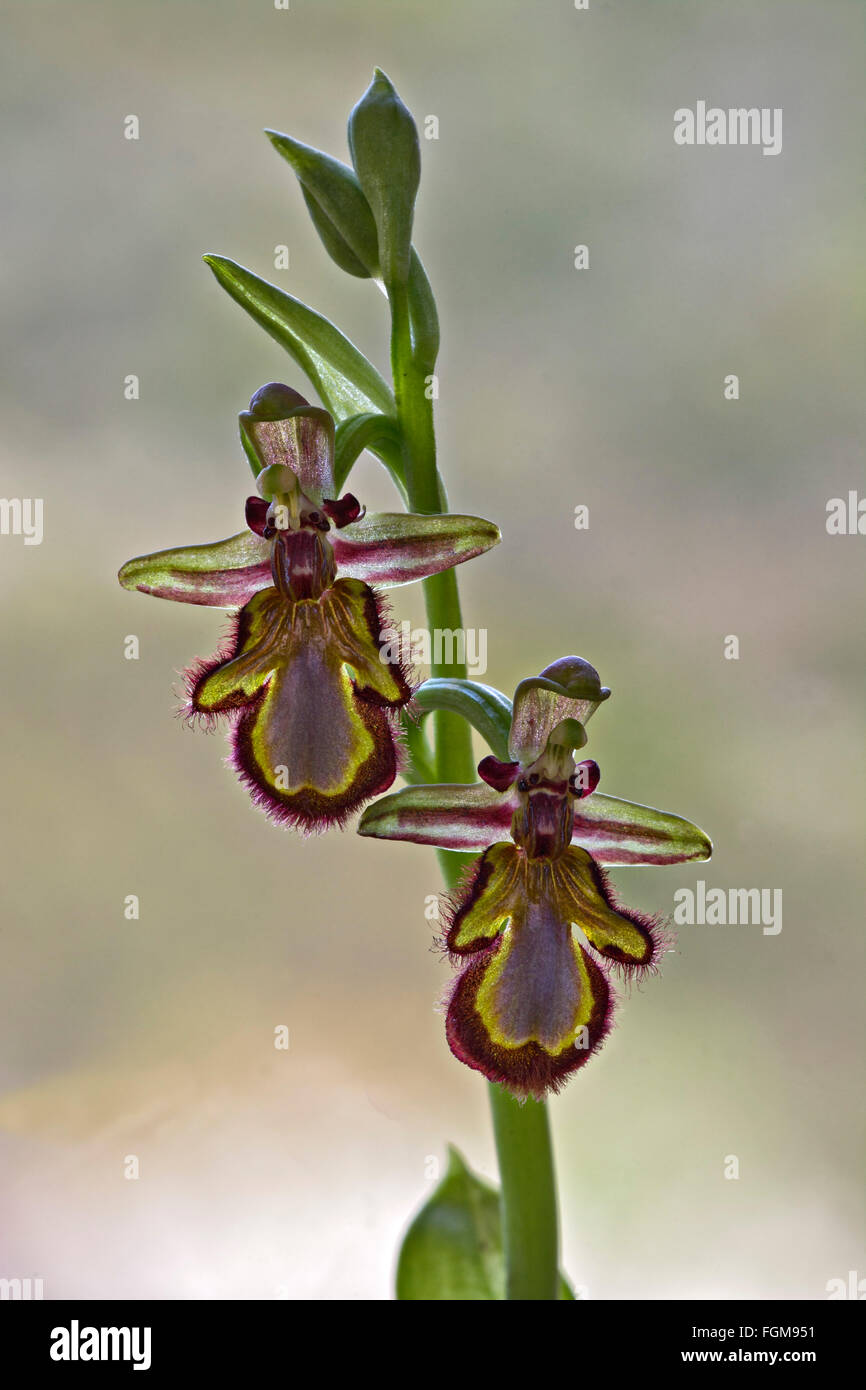 Mirror Bee Orchid (Ophrys speculum), Sardinia, Italy Stock Photo