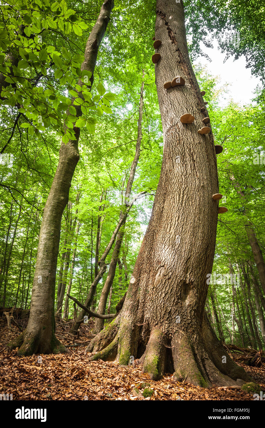 300 year old beech (Fagus sylvatica) with tree fungi, Heilige Hallen nature reserve, Lüttenhagen, Feldberger Seascape Stock Photo