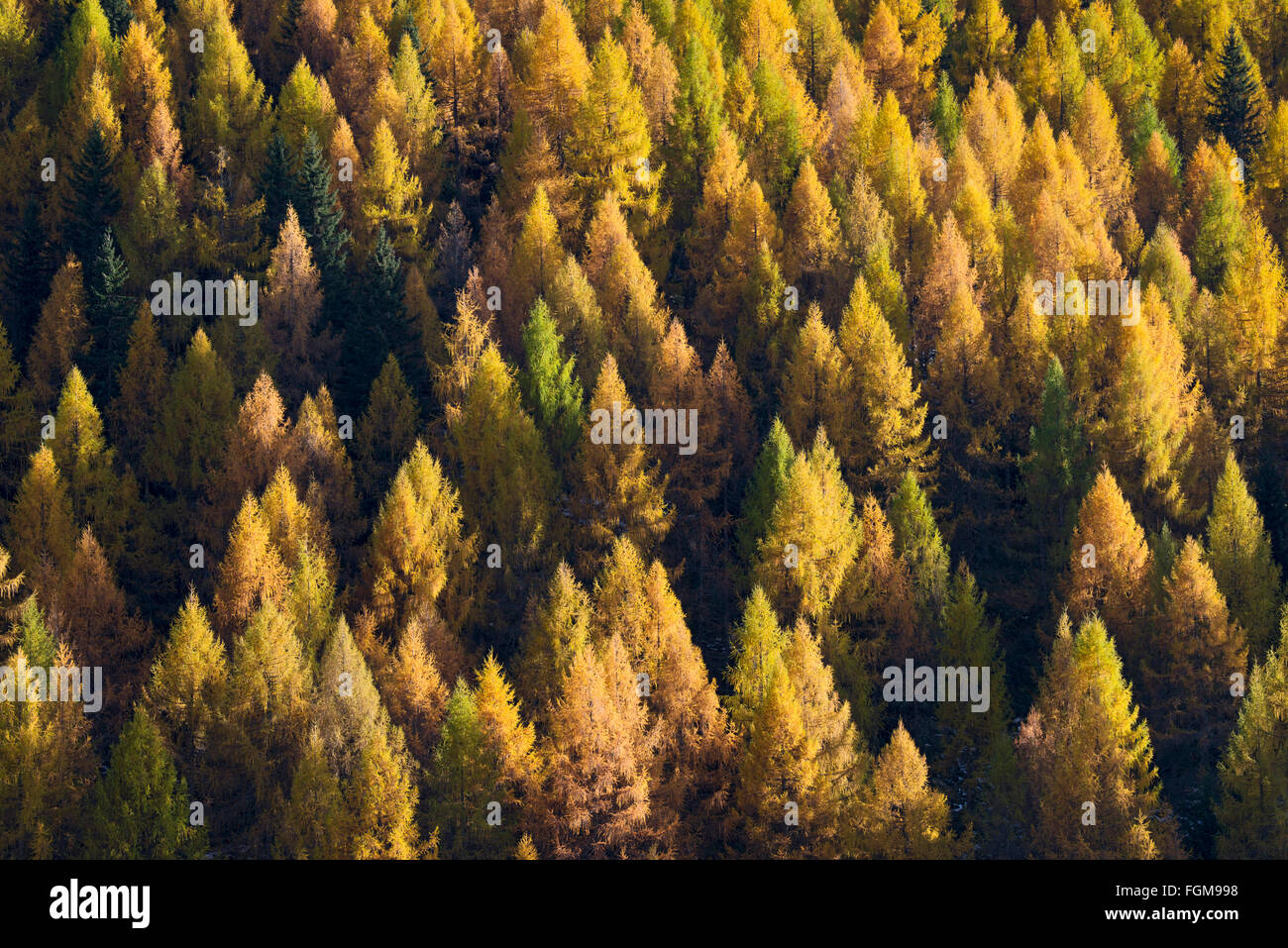 European larch (Larix decidua), forest, autumn colors, Innerschmirn, Schmirntal, Tyrol, Austria Stock Photo