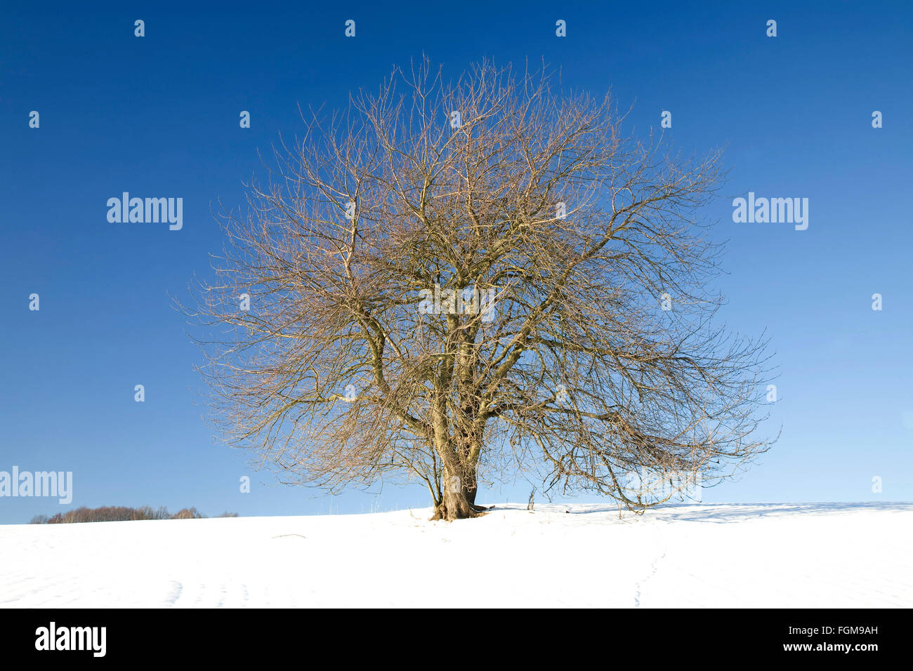 Wild Cherry Also Sweet Cherry Bird Cherry Or Gean Prunus Avium In Winter Lone Tree Saxony Germany Stock Photo Alamy