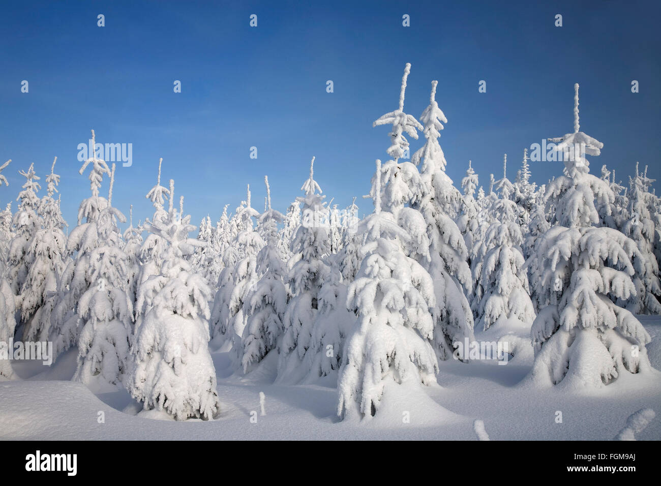 Winter forest, snow covered spruce (Picea sp.) trees, Klinovec, Ore Mountains, Czech Republic Stock Photo