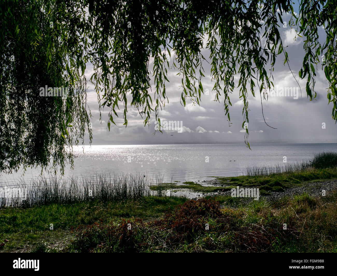 Weeping willow at sunset at lake hi-res stock photography and images ...