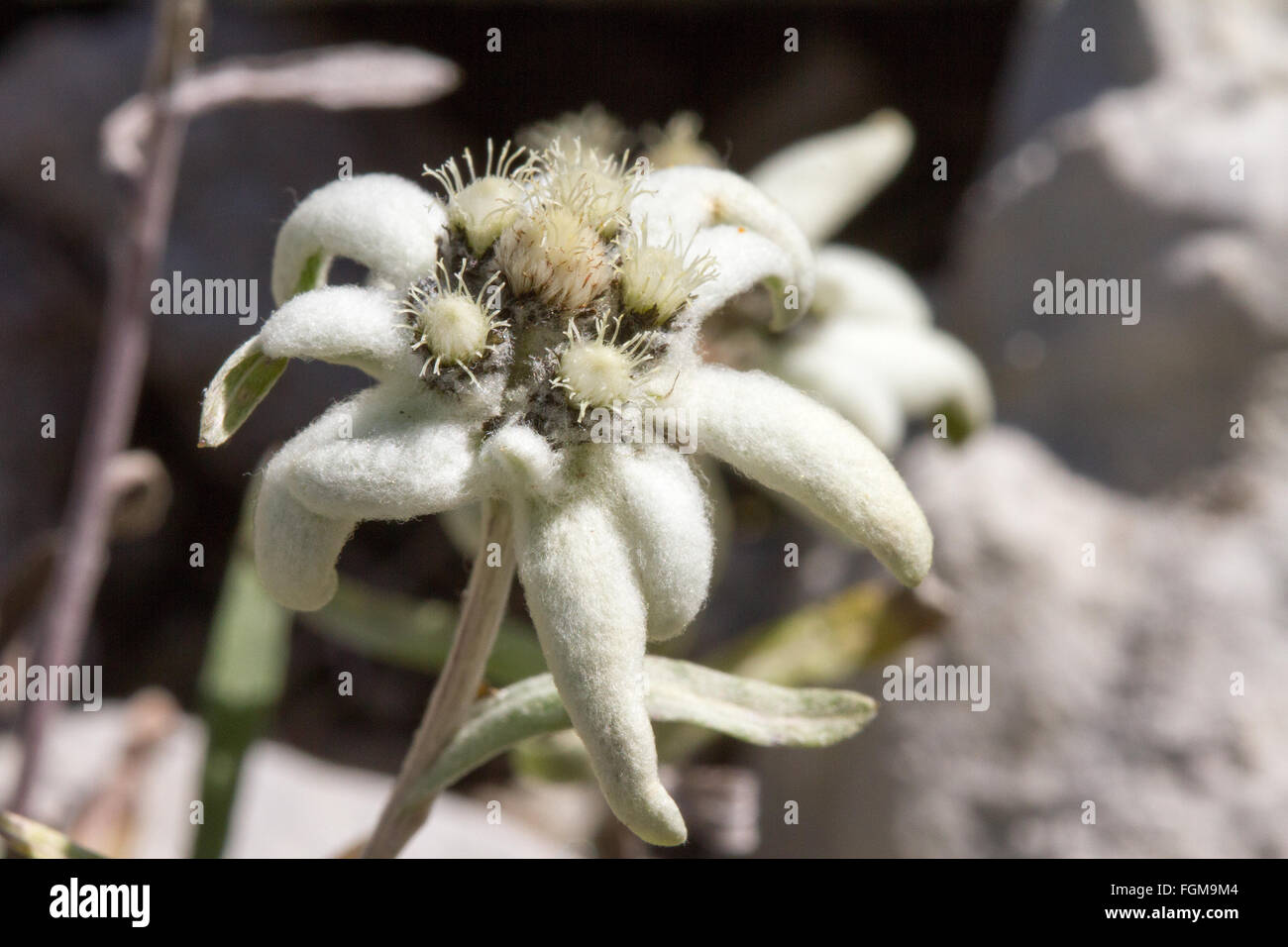 Edelweiss alpine flower Stock Photo