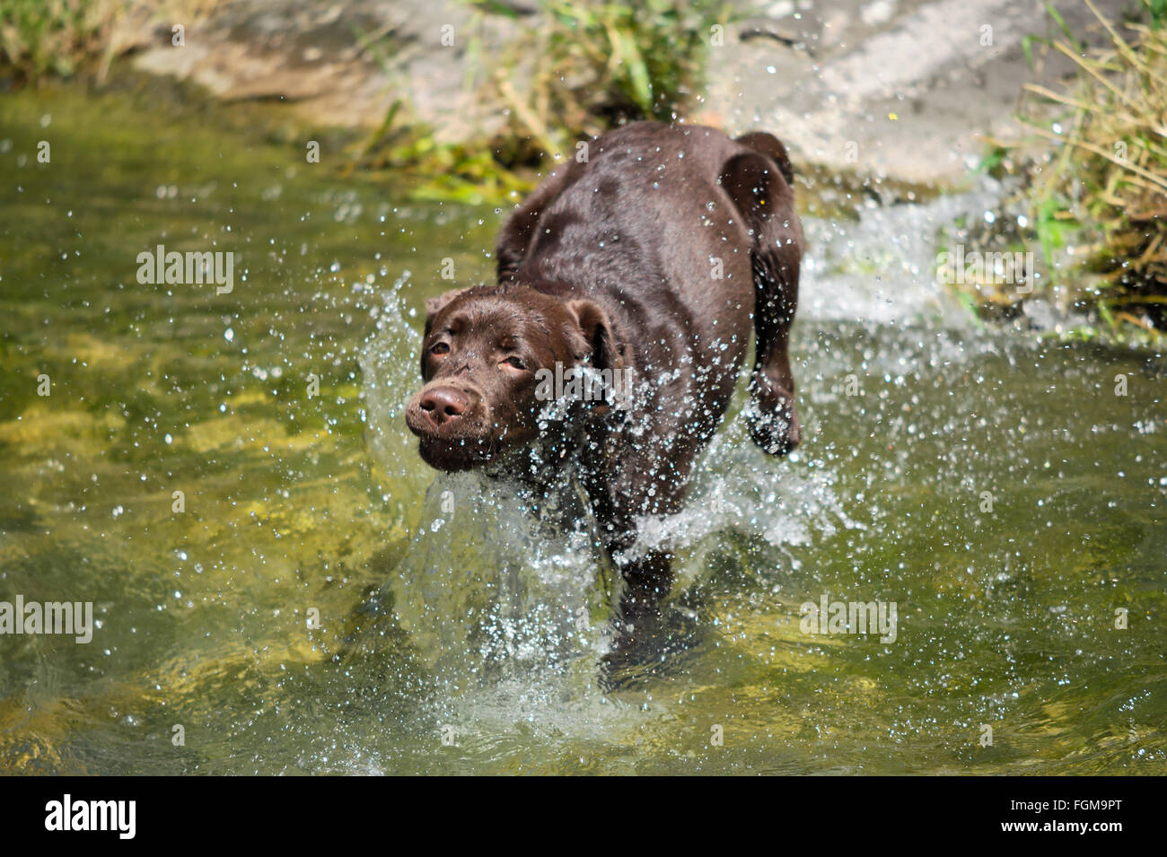 a running labrador Dog Stock Photo