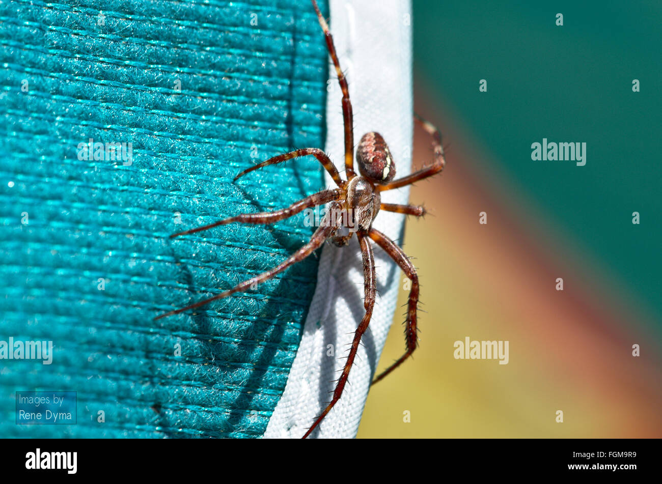 a European garden spider Stock Photo - Alamy