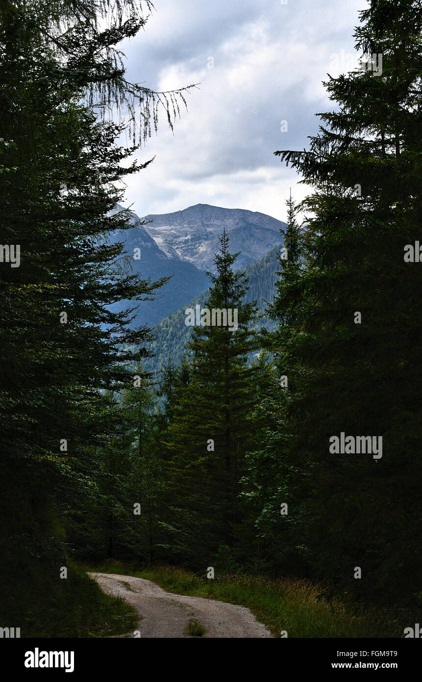 a Forest Track Stock Photo - Alamy
