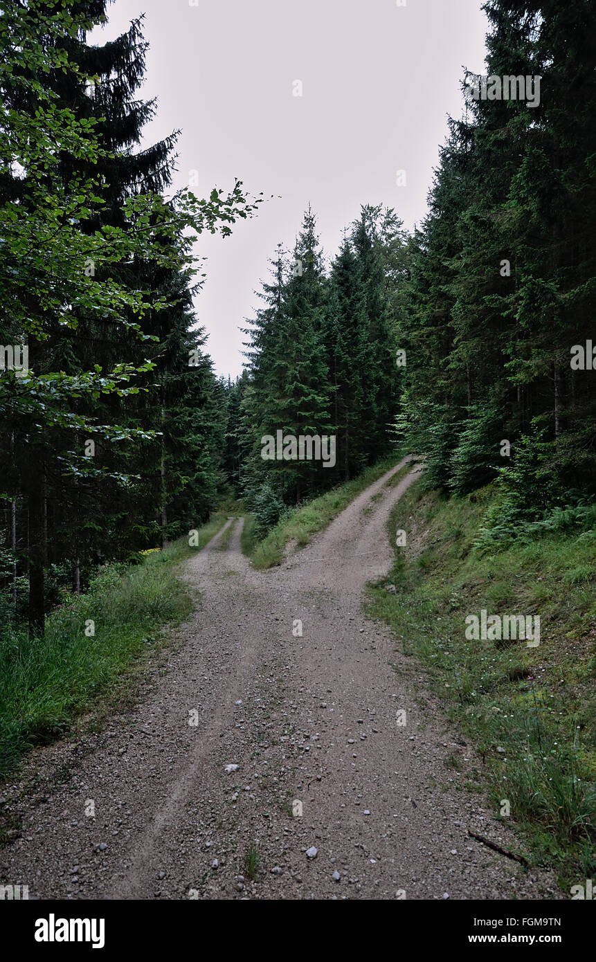 a Forest Track Stock Photo - Alamy