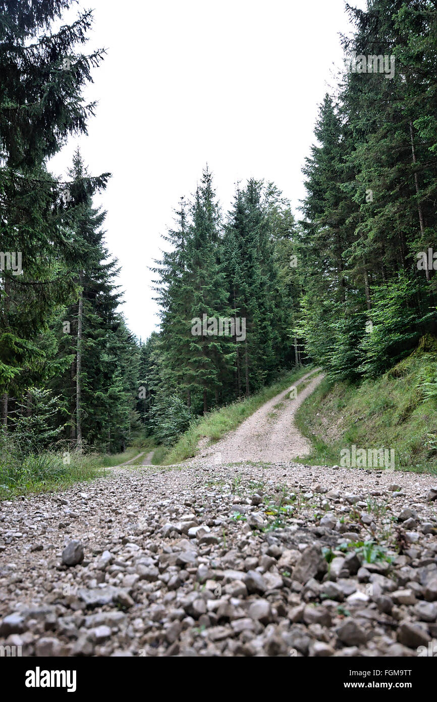 a Forest Track Stock Photo - Alamy