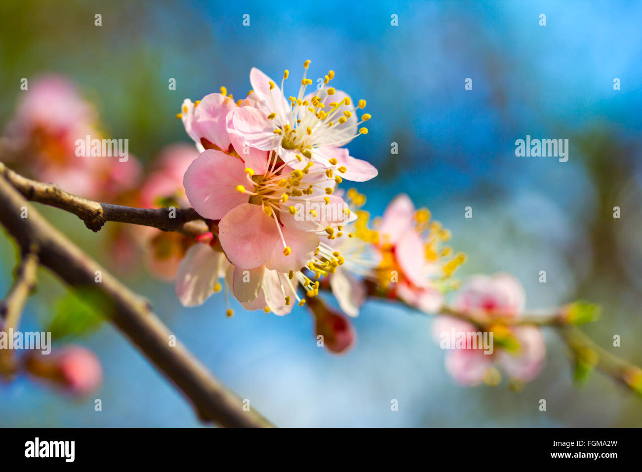 apple, blossom, nature, tree, spring, flower, pink, season, plant, in, beauty, branch, sky, garden, formal, white, blue, color, Stock Photo