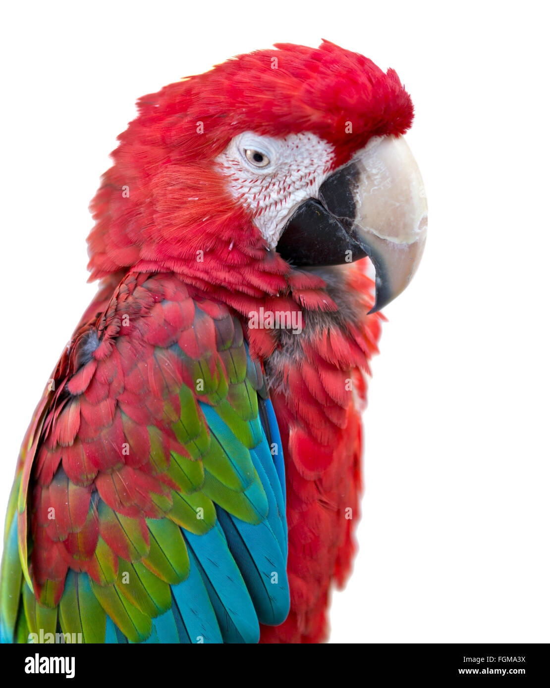 Chip Gummi hovedpine pets, bird, parrot, animals, yellow, macaw, birds, colored, blue, animal,  multi, background, isolated, white, portrait, gold, do Stock Photo - Alamy