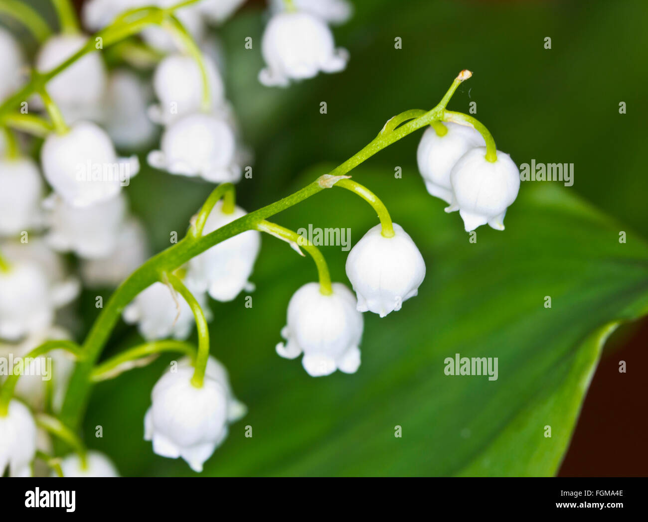 lily-of-the-valley  macro flower Stock Photo
