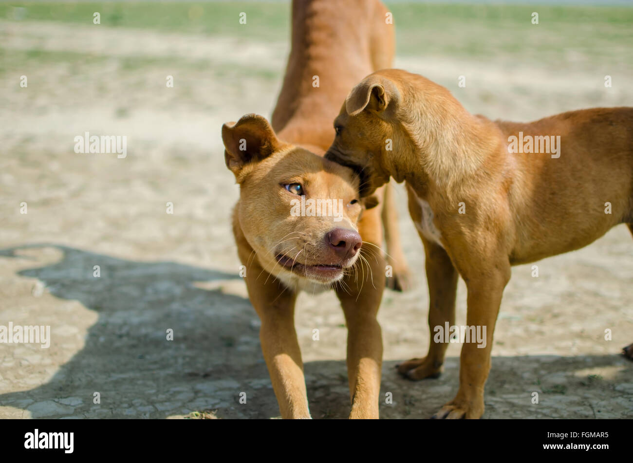 Biting ear hires stock photography and images Alamy