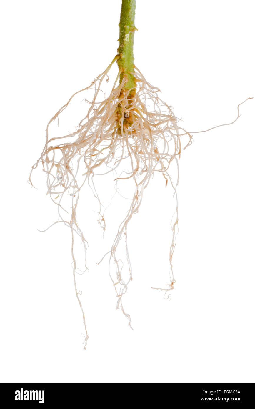 tomato plant roots is isolated on white background Stock Photo - Alamy