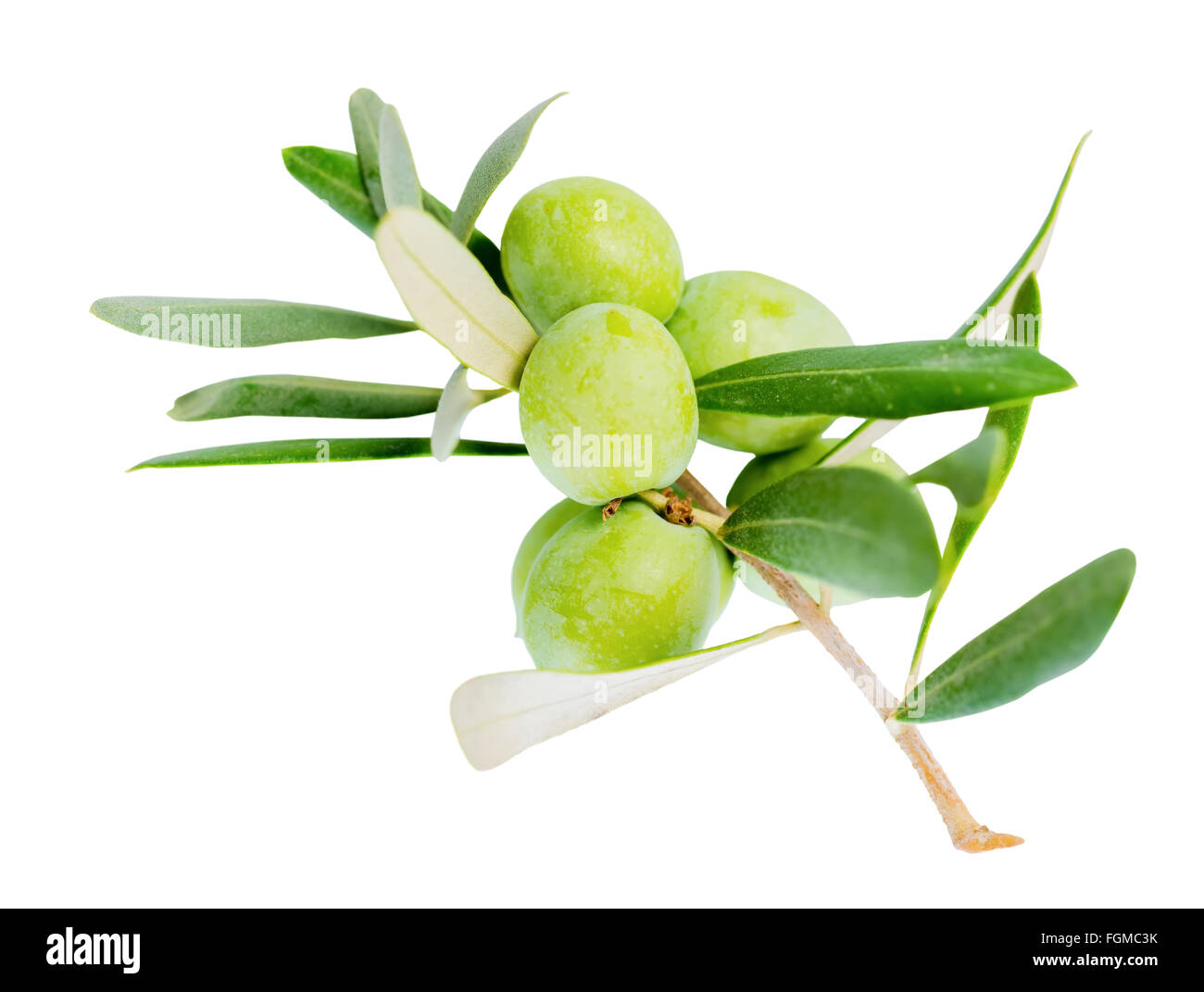 Olive tree agriculture Cut Out Stock Images & Pictures - Alamy