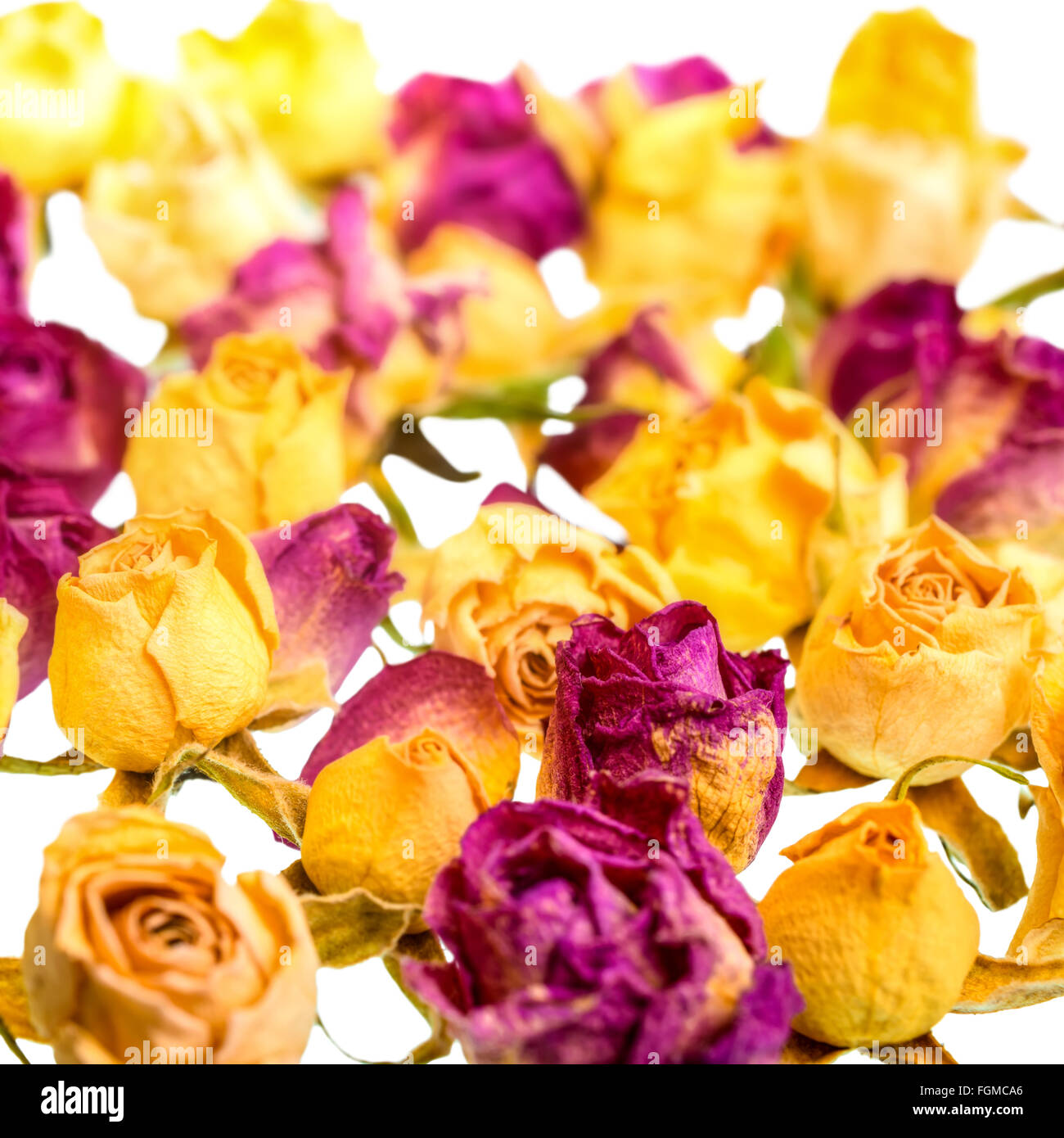 Yellow Dry Roses dried yellow and pink roses like as background is isolated on white ...
