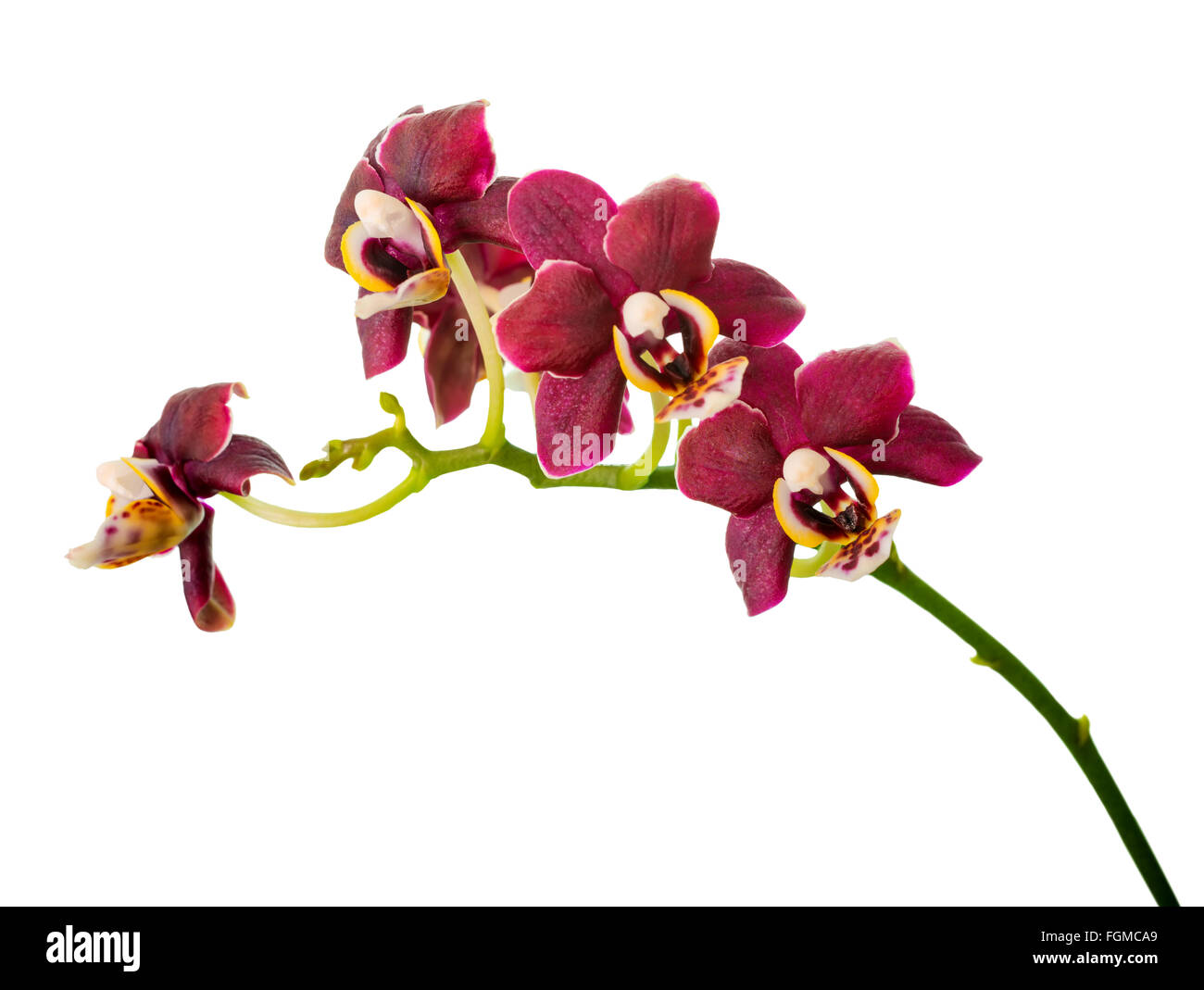 blossoming twig of beautiful dark purple orchid, phalaenopsis is isolated on white background, closeup Stock Photo