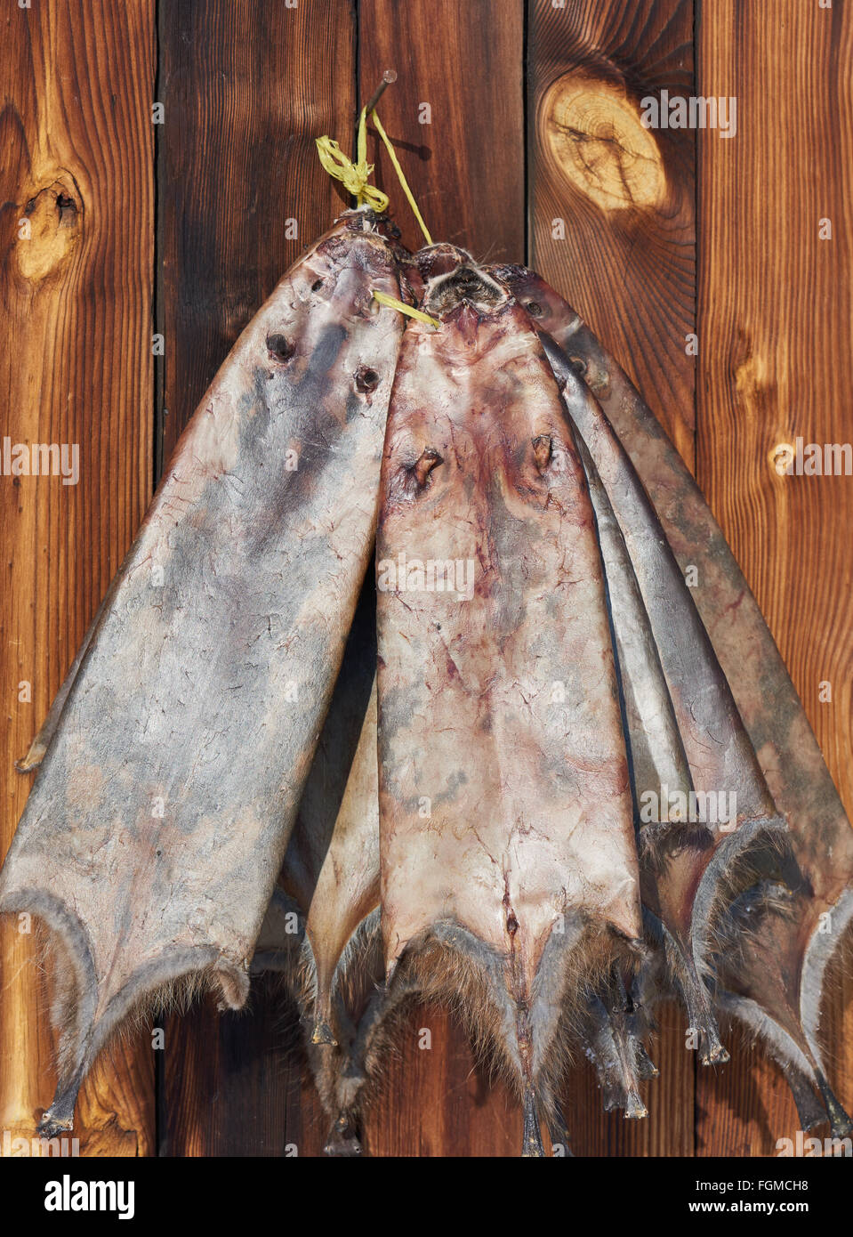 Raw fur skins . Skins muskrat (Ondatra Stock Photo Alamy