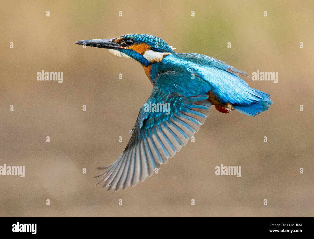 Flying Kingfisher Stock Photo