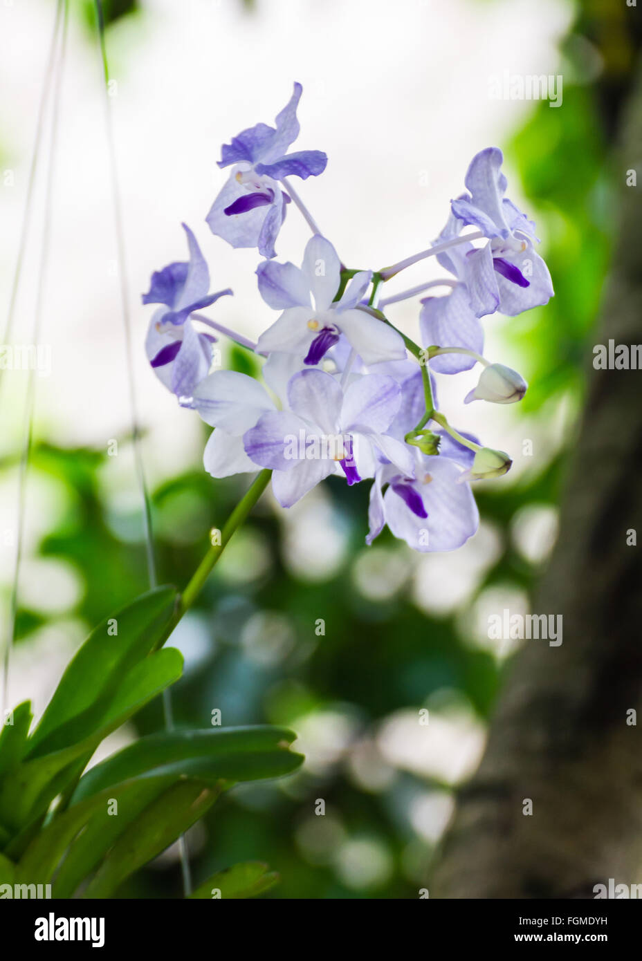 White Orchid, Vanda hybrids in garden Stock Photo