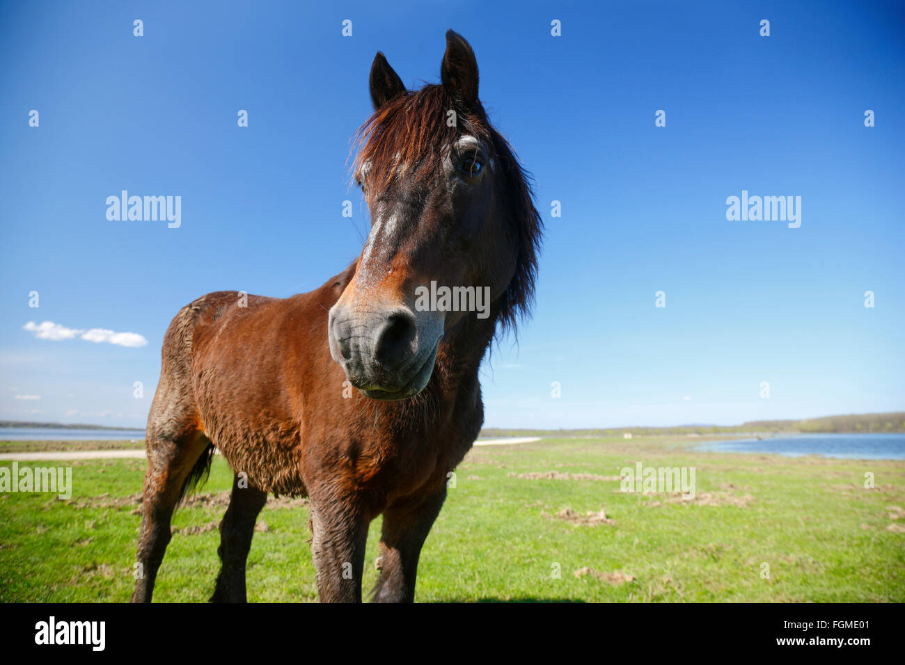 Horse on a meadow Stock Photo