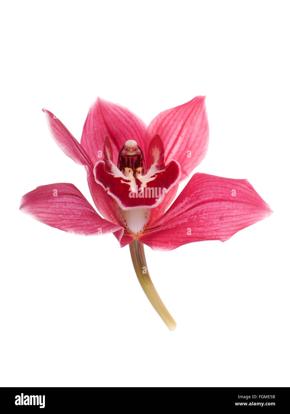 pink orchid on a white background Stock Photo - Alamy