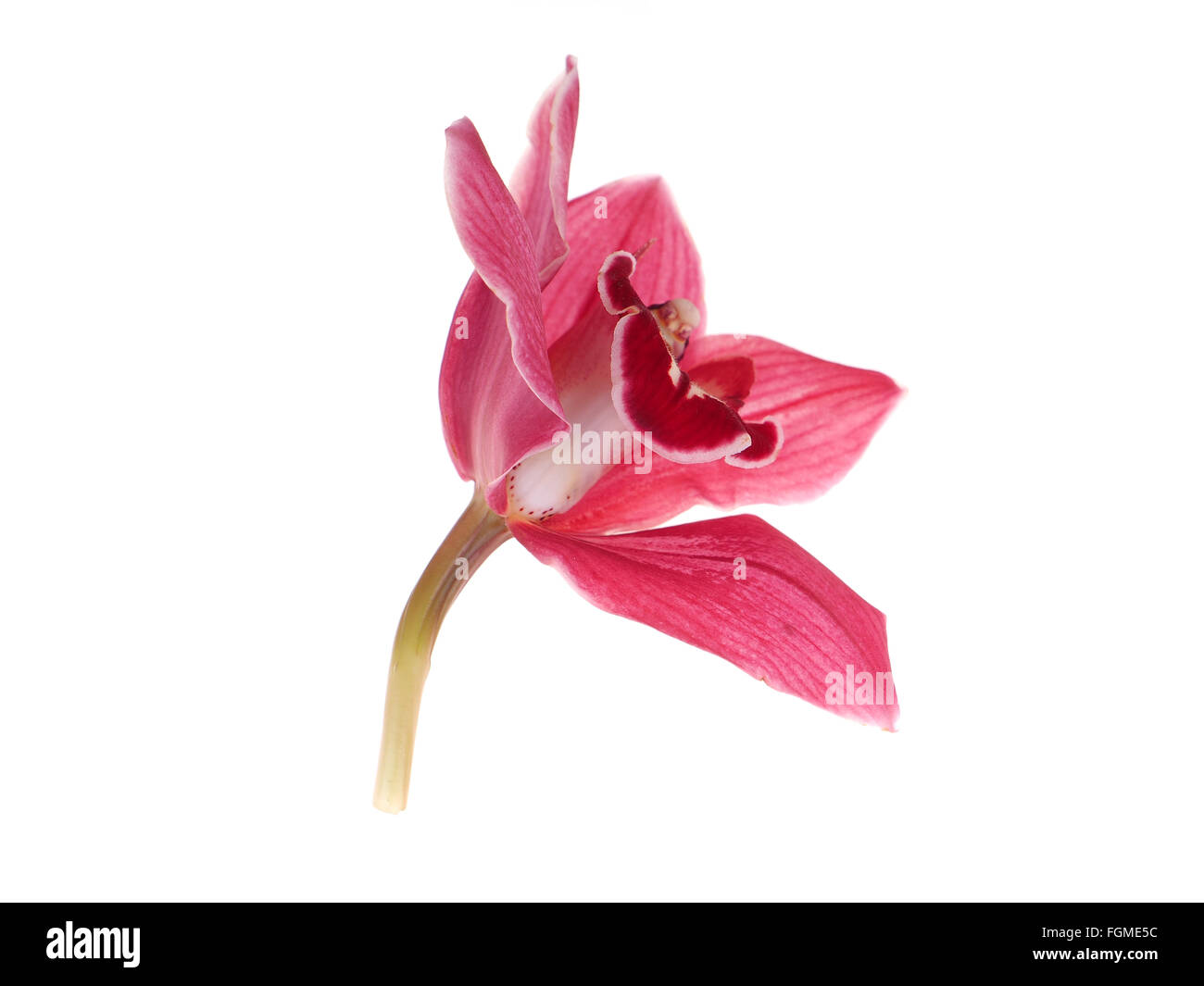 pink orchid on a white background Stock Photo - Alamy