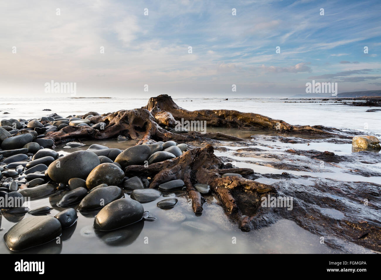 Submerged Forest Borth Ceredigion - Cantre'r Gwaelod Stock Photo - Alamy