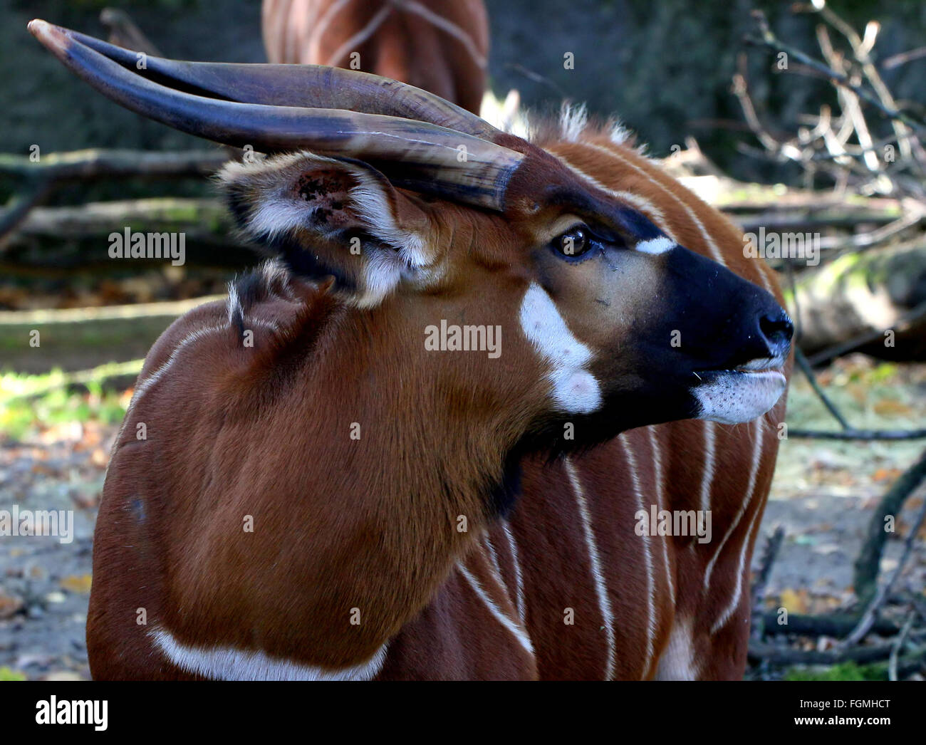 Male East African Bongo antelope (Tragelaphus eurycerus) closeup of the head Stock Photo