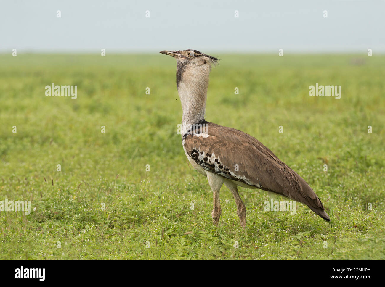 Kori bustard (Ardeotis kori) Stock Photo