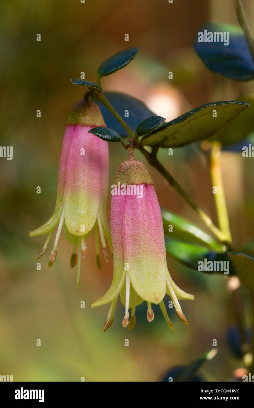 Winter flowers of the Australian hybrid evergreen shrub, Correa 'Marian's Marvel' Stock Photo