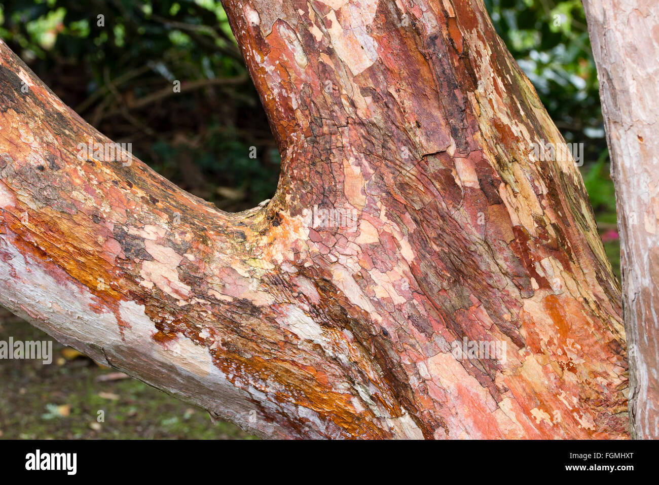 Decorative bark of the evergreen tree rhododendron, Rhododendron 'Cornish Red' Stock Photo