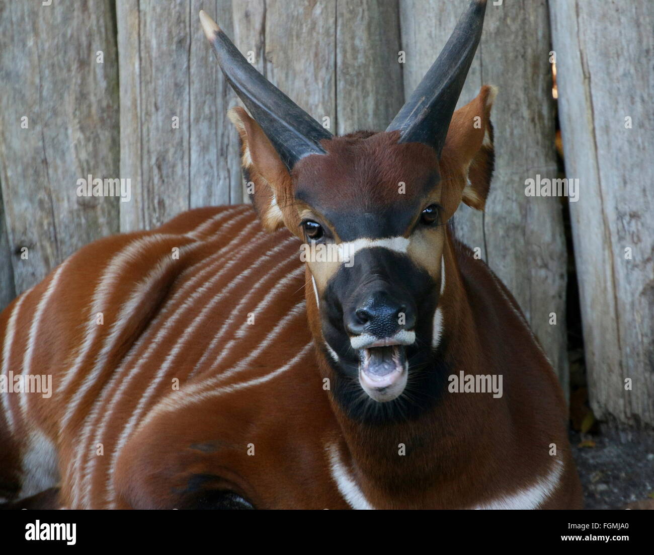 Female East African Bongo antelope (Tragelaphus eurycerus Isaaci