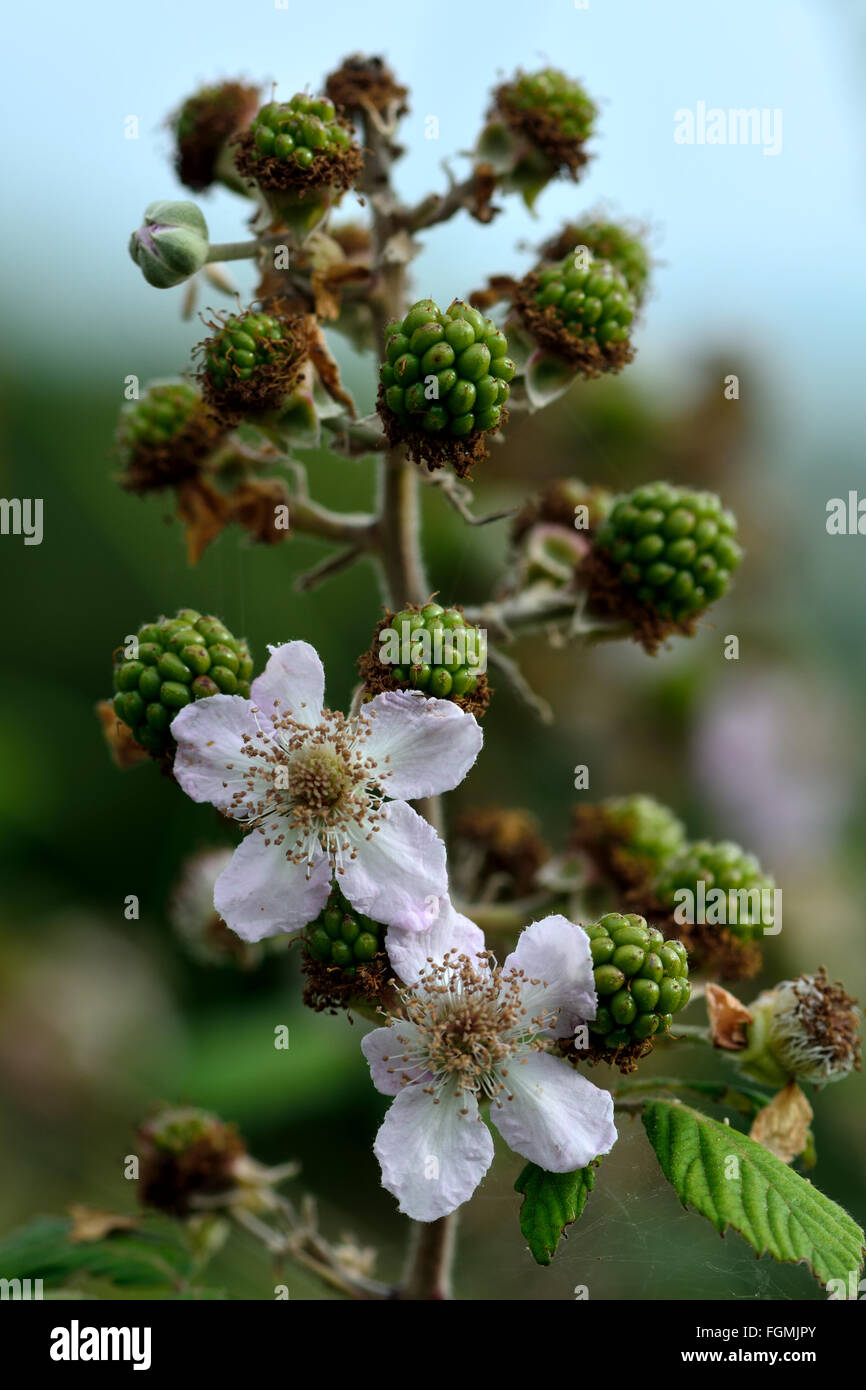 Bramble bush hires stock photography and images Alamy