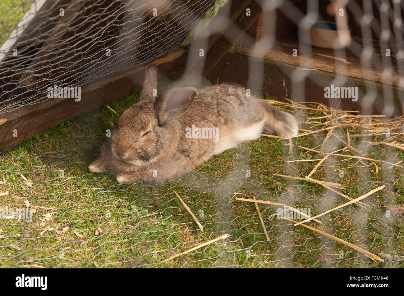 beloved home pet rabbit caged in outside run on grass with chicken wire to protect from foxes on lawn and grass Stock Photo
