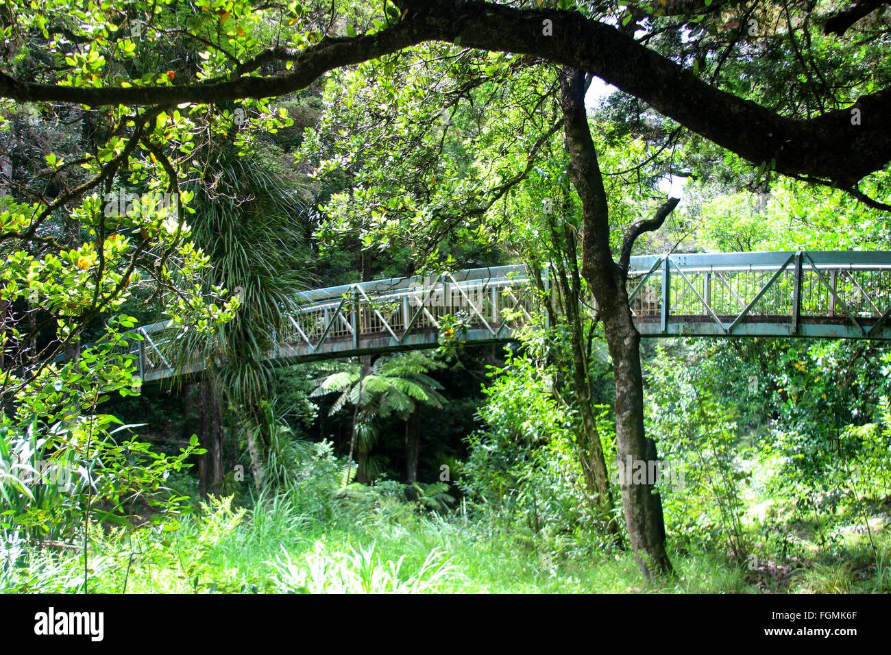 Northland New Zealand bridge in forest Stock Photo