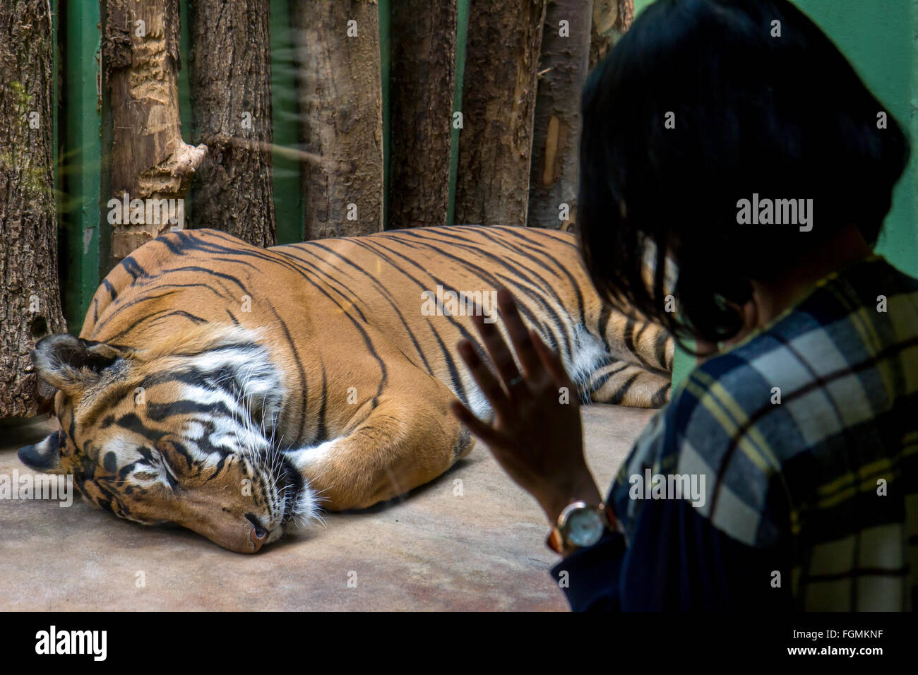 Zoo visitors watching a tiger lying behind glass Stock Photo