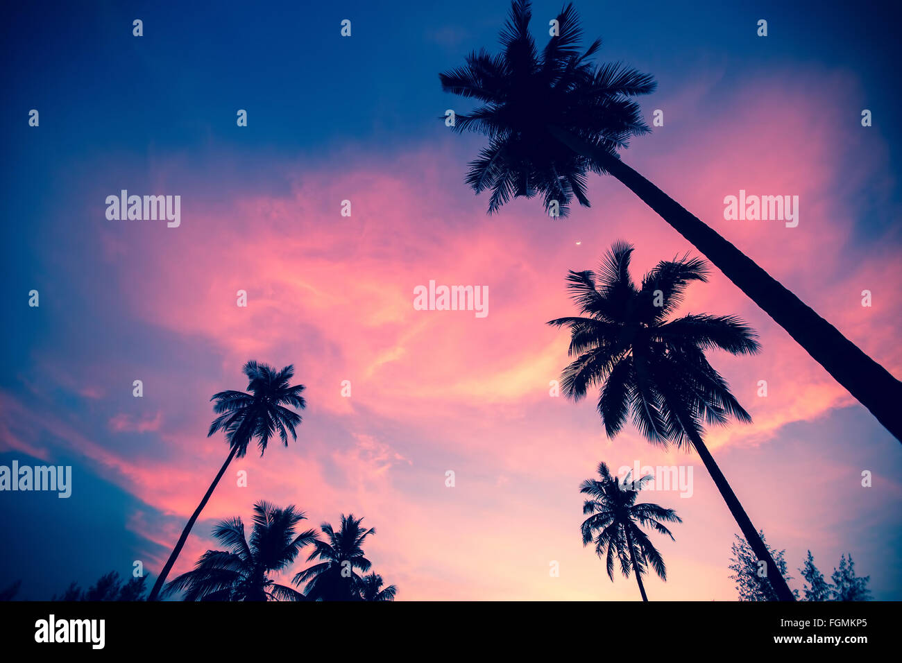 Palm trees silhouettes on the sunset sky background Stock Photo - Alamy