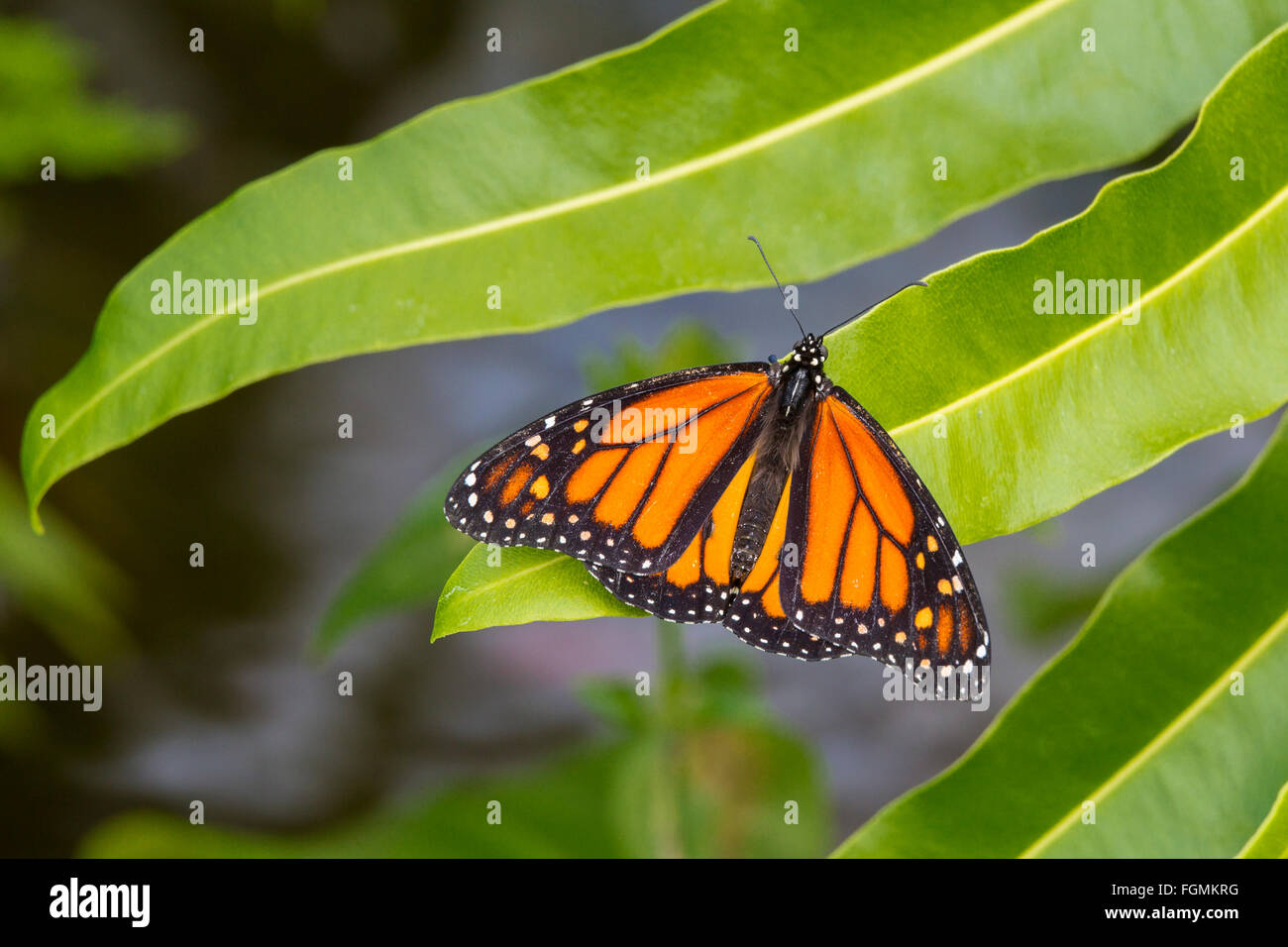 Monarch Butterfly Danaus plexippus at The Butterfly Estates in Fort