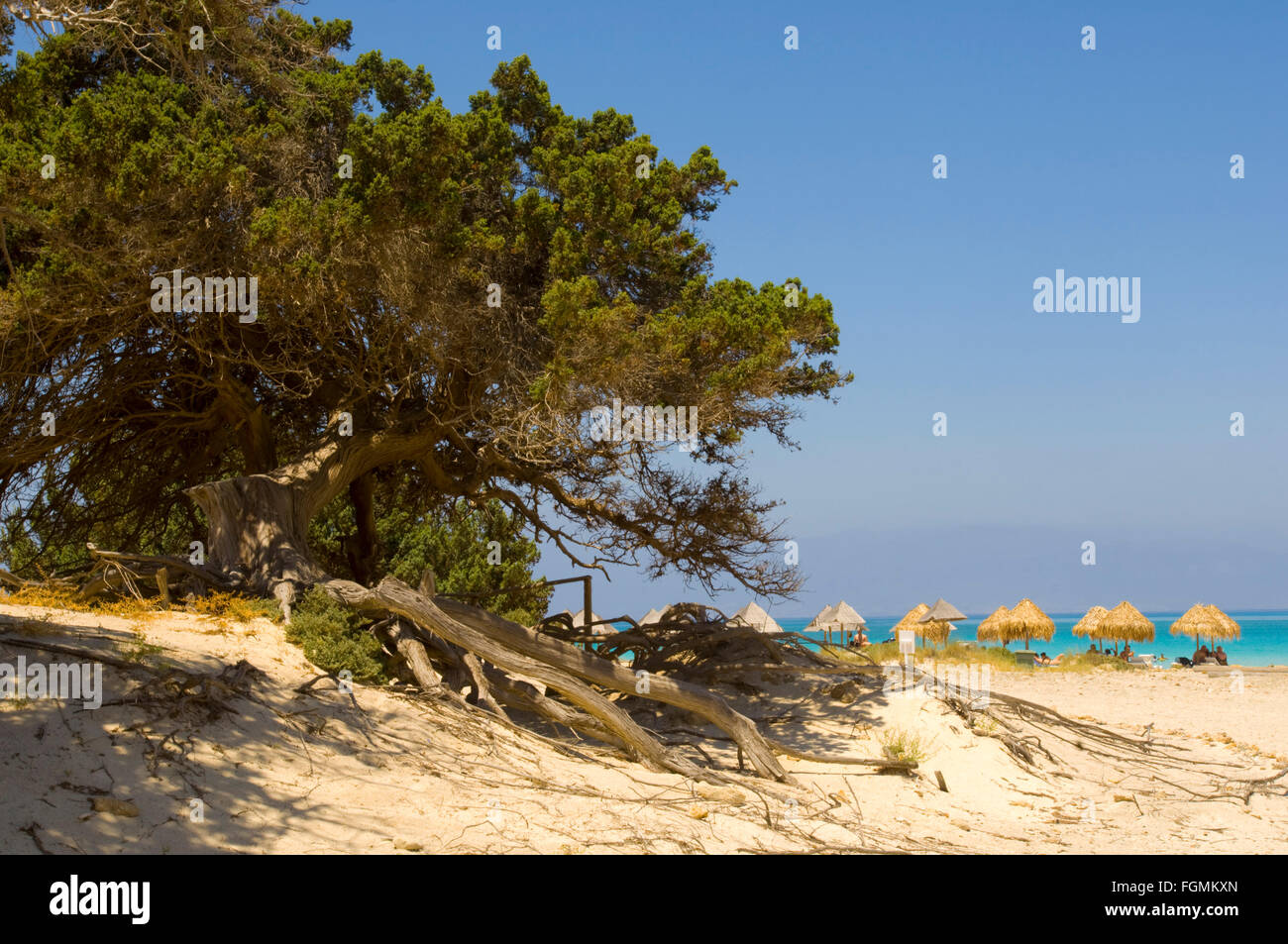 Griechenland, Kreta, Ireapetra, die unbewohnte Insel Chrissi ist mit Stechwacholder bewachsen dessen Wurzelwerk den Sandboden be Stock Photo