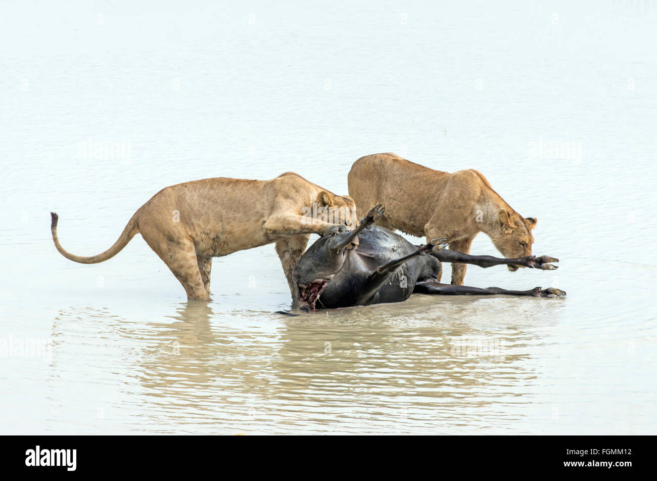 Young lions (Panthera leo) at a recent kill of a young buffalo, Ngorongoro Crater, Tanzania Stock Photo