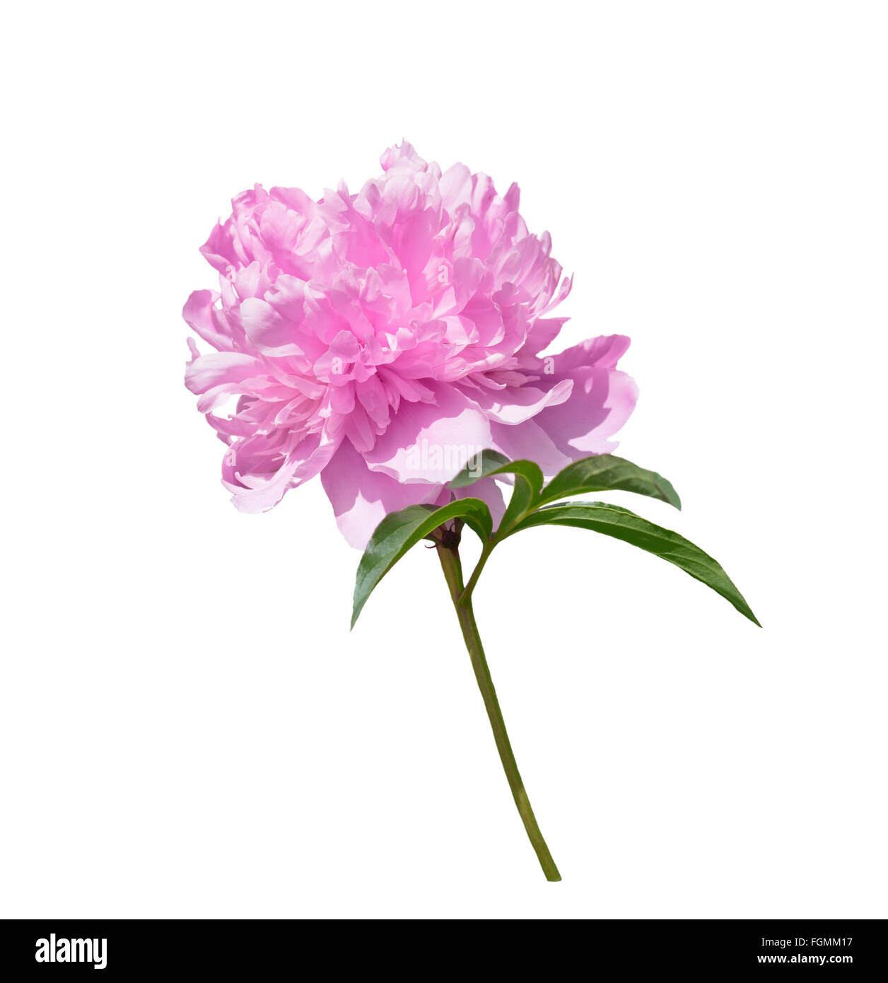 Pink peony flower isolated on white background Stock Photo - Alamy
