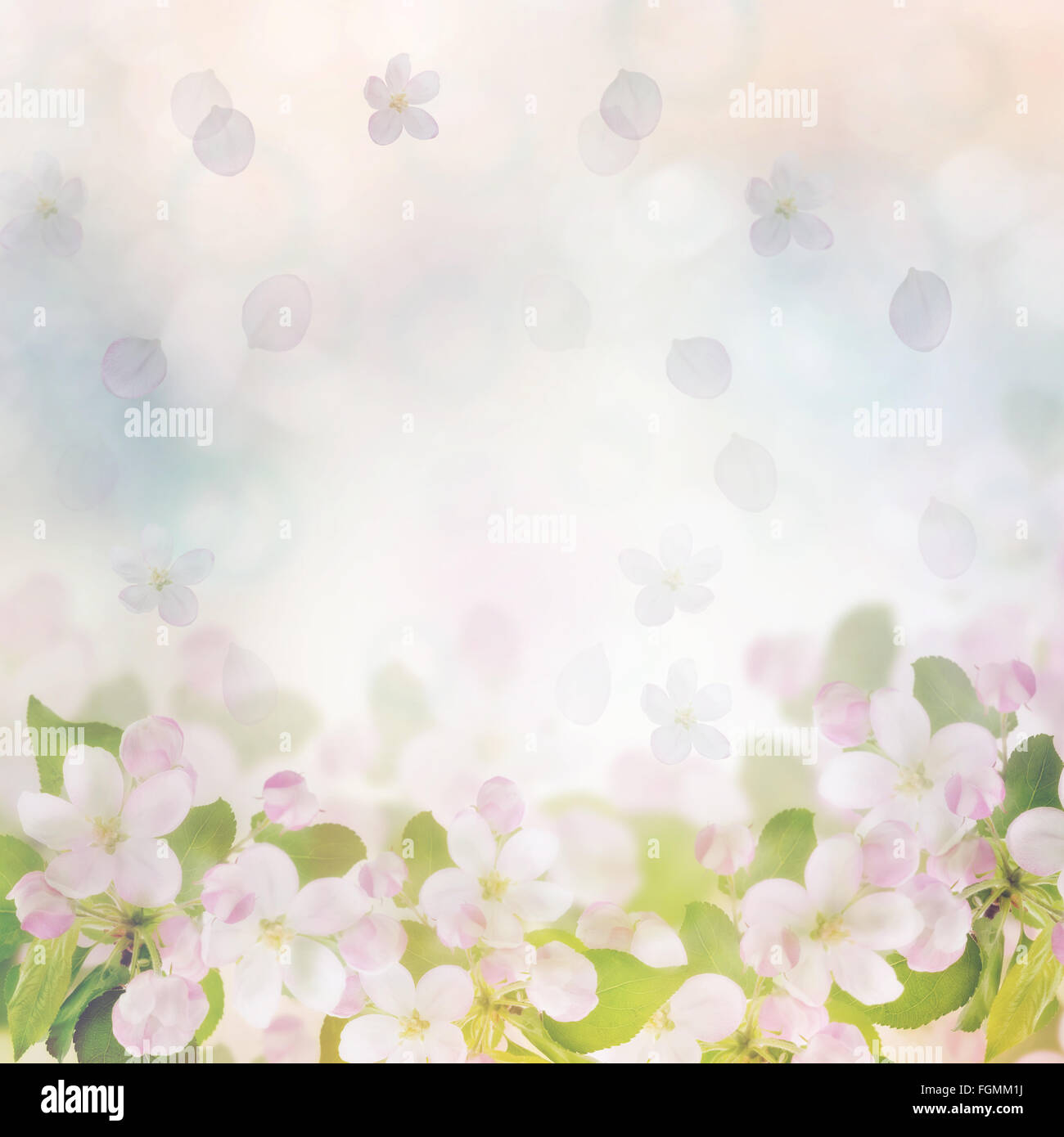 Pink Apple Tree Blossom for Background Stock Photo - Alamy