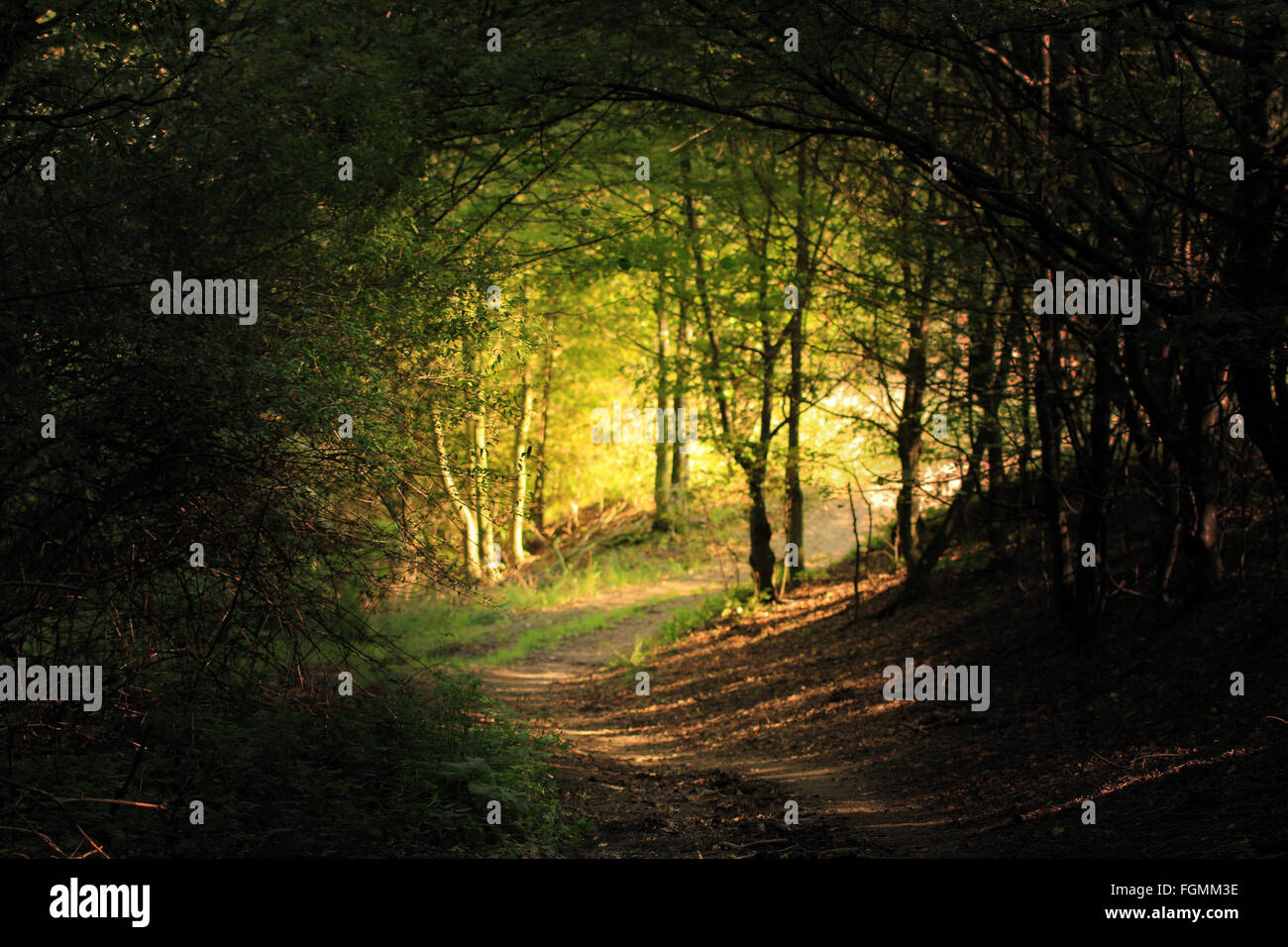 natural forest tunnel road Stock Photo