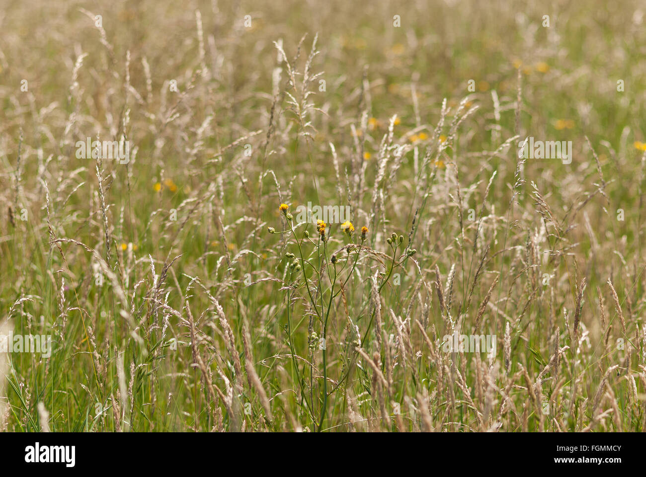 glistening grass heads and flowers in a summer chalk land meadow a source of pollen causing hayfever for many Stock Photo