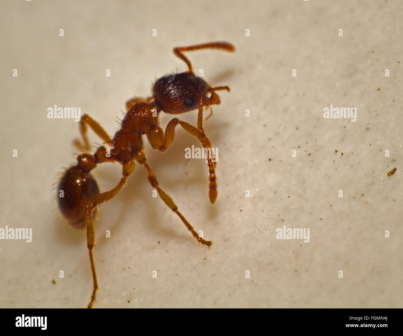 Close-up of a worker ant Stock Photo